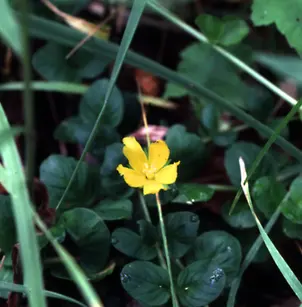 Creeping Jenny (Lysimachia nummularia)