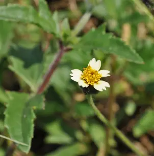 Coatbuttons (Tridax procumbens)