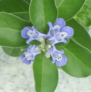 Beach Vitex (Vitex rotundifolia)