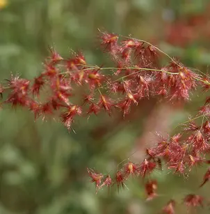 Rose Natal Grass (Melinis repens)