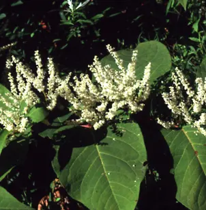 Japanese Knotweed (Fallopia japonica (potentially invasive weed))