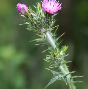 Italian Plumeless Thistle (Carduus pycnocephalus)