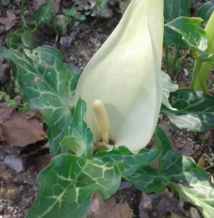 Italian Arum (Arum italicum)