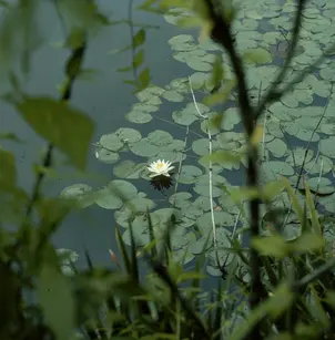 American White Waterlily (Nymphaea odorata)