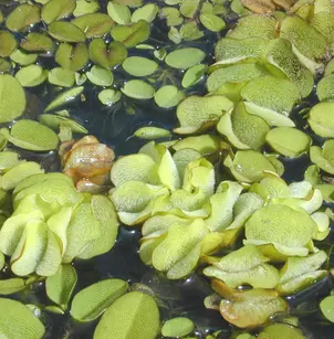 Kariba-Weed (Salvinia molesta)