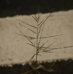 Velvet Crabgrass (Digitaria velutina)