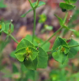 Geraldton Carnation Weed (Euphorbia terracina)