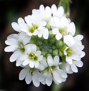 Hoary Alyssum (Berteroa incana)