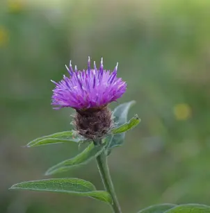 Lesser Knapweed (Centaurea nigra)