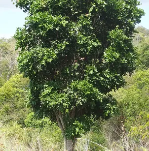 Carrotwood (Cupaniopsis anacardioides)