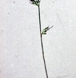 Basketgrass (Oplismenus hirtellus)