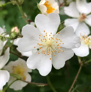 Multiflora Rose (Rosa multiflora)