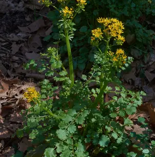 Butterweed (Packera glabella)