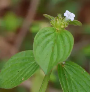 Winged False Buttonweed (Spermacoce alata)