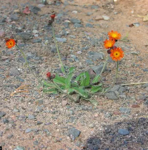 Orange Hawkweed (Hieracium aurantiacum)