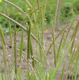 Slender Meadow Foxtail (Alopecurus myosuroides)