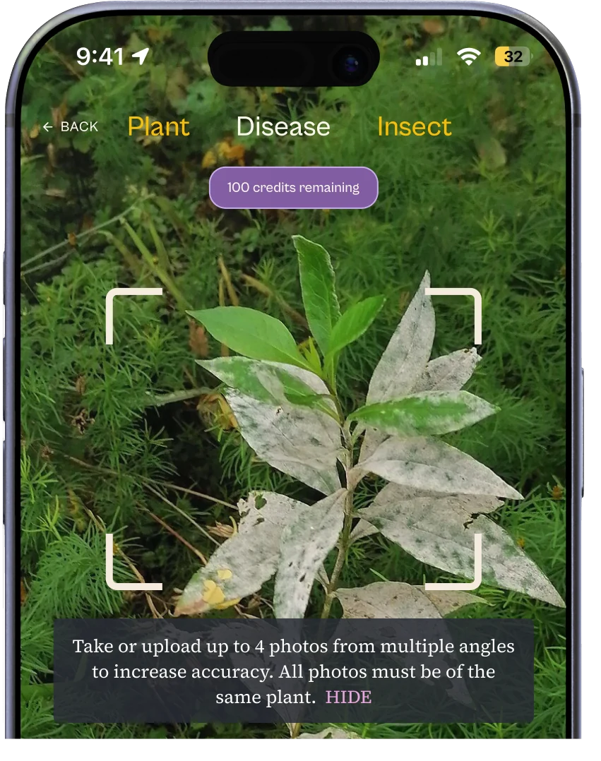 Ezina's camera in Disease mode, framing a plant whose leaves are coated in white powdery mildew, with 100 credits remaining.