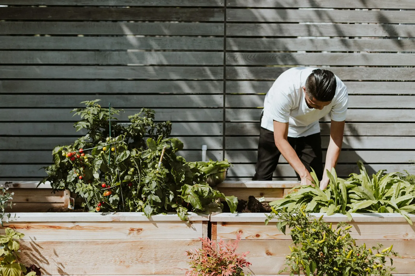 A gardener leans over a raised bed of greens, with tomato plants in the bed beside him.