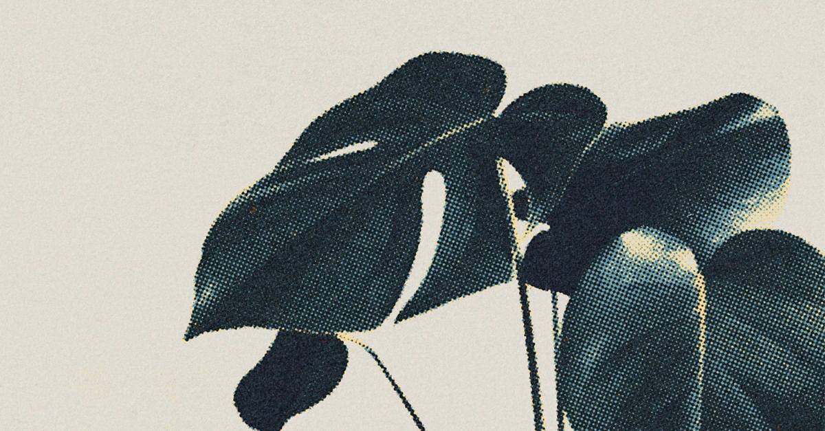 Halftone illustration of a monstera, its split leaves dark against eggshell